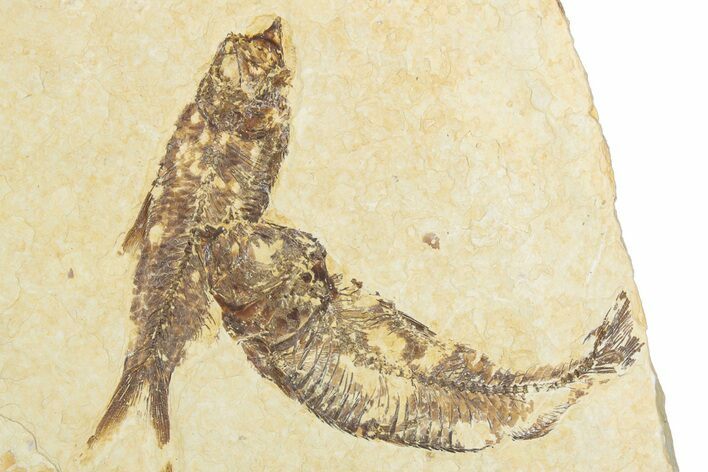 Limestone with Two Fossil Fish (Knightia) - Wyoming #345504